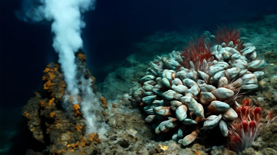 Descubren un hotspot marino oculto en Papúa Nueva Guinea lleno de vida