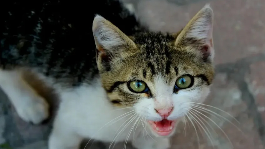 Los gatos no se comunican igual con todos: la ciencia revela una diferencia clave entre hombres y mujeres