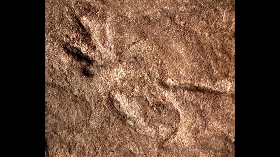 Hallazgo en China: descubren huellas de dinosaurios de hace 200 millones de años