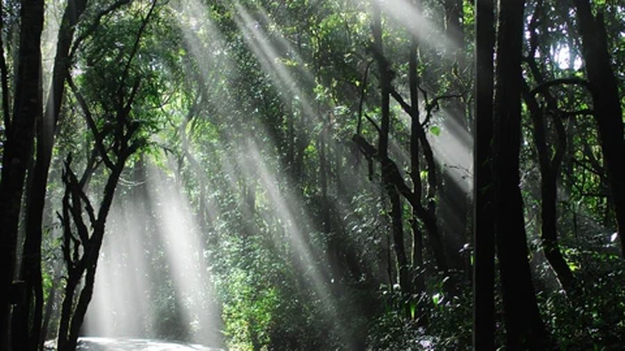 Los investigadores no dan crédito: un niño de 8 años descubre algo en un bosque que cambiará la ciencia para siempre
