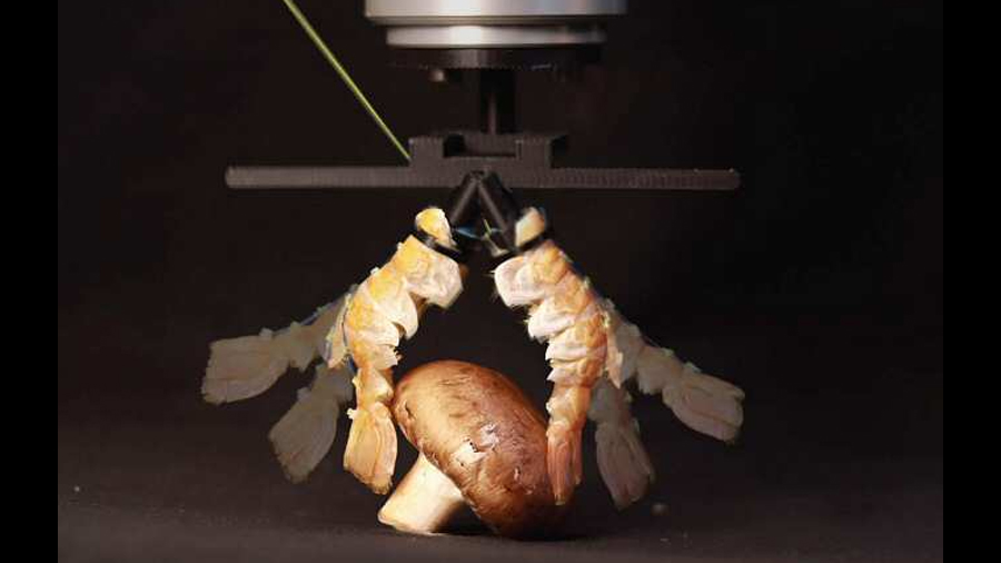 Crean cíborgs de robot y cadáver