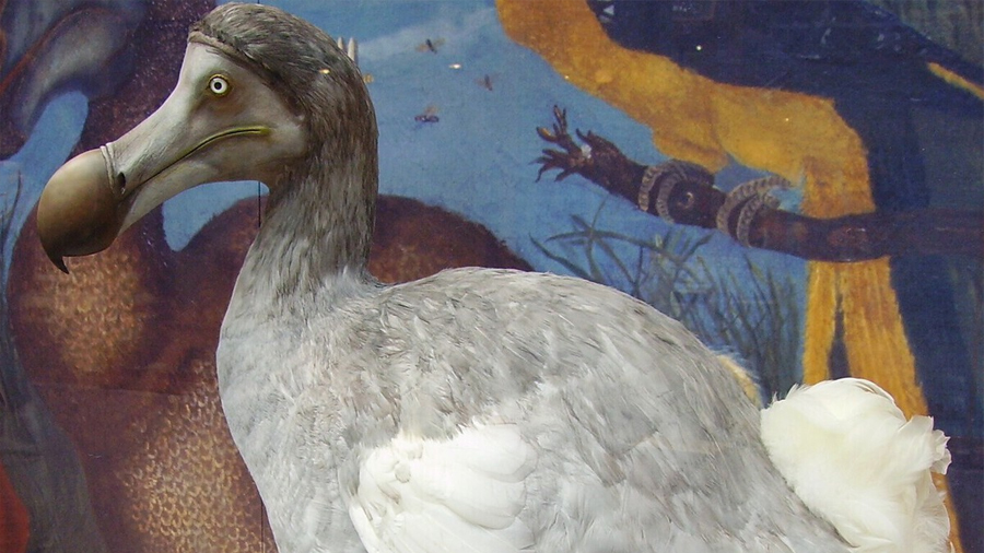 Creíamos que el dodo, ya extinto, no tenía ningún pariente vivo. La ciencia demostró lo contrario