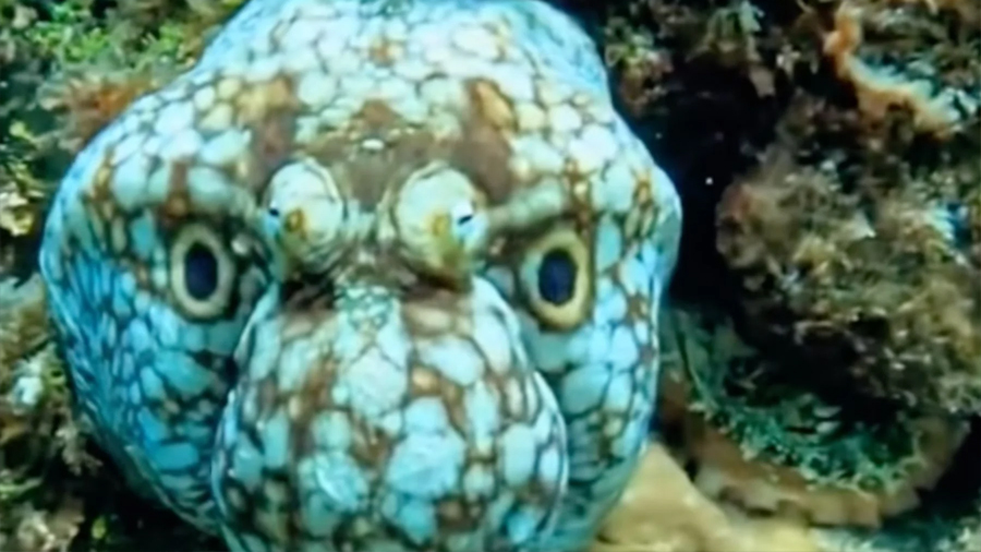 Este animal marino cambia de color en menos de lo que parpadeas: los científicos te lo explican