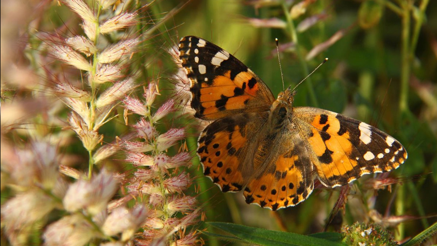 Científicos descubren que las mariposas migran en direcciones opuestas en cada hemisferio, un patrón inédito en insectos