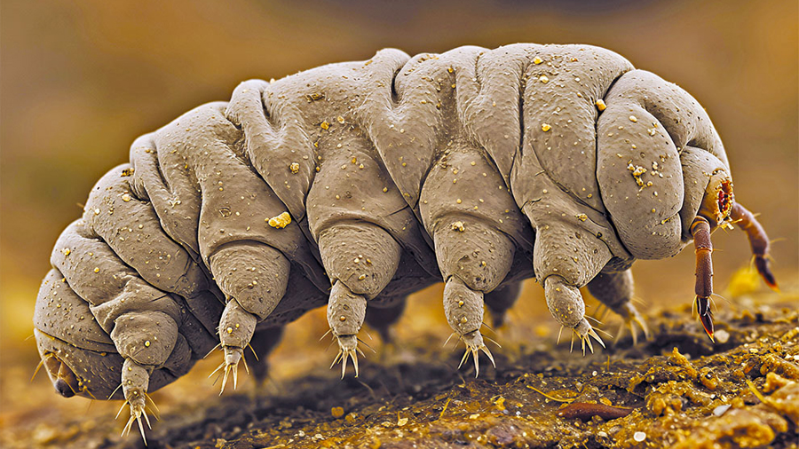 Los tardígrados, supervivientes a la radiación… ¡y al espacio!