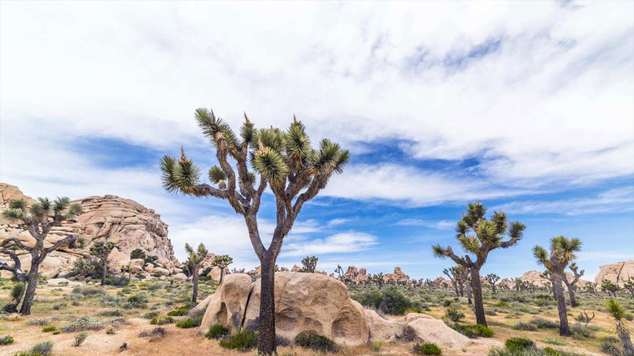 Investigadores descubren el truco oculto de los árboles de Josué para sobrevivir al calor extremo, activando fotosíntesis nocturna