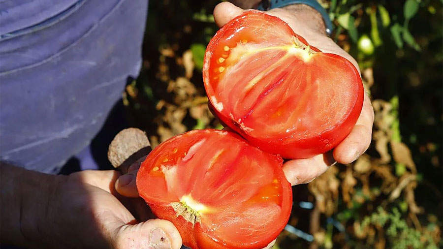 Científicos valencianos crean un spray que ayuda a los tomates a resistir la sequía