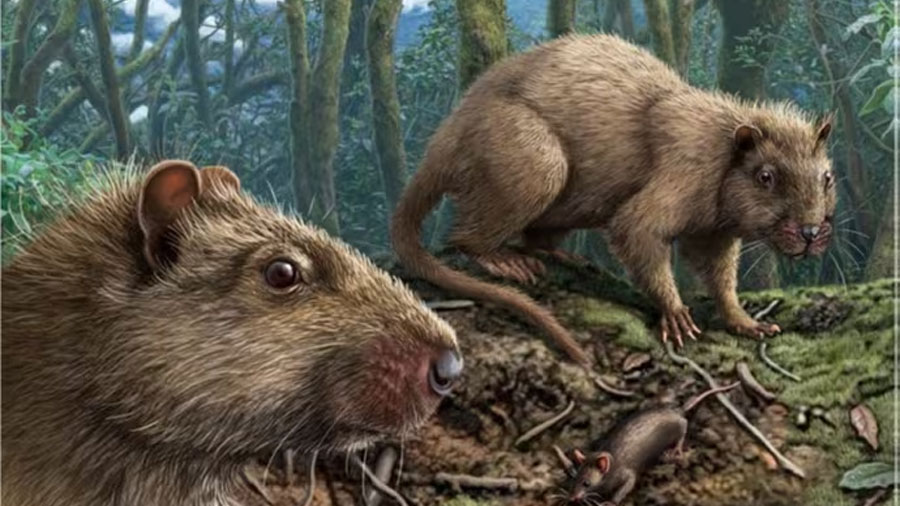 El aislamiento de Canarias redujo el tamaño del cerebro de las ratas gigantes y anuló parte de sus sentidos