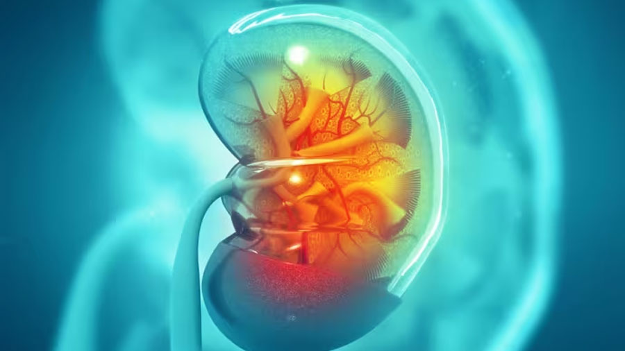 Tu función renal puede fallar sin que lo sepas: esta es la señal silenciosa