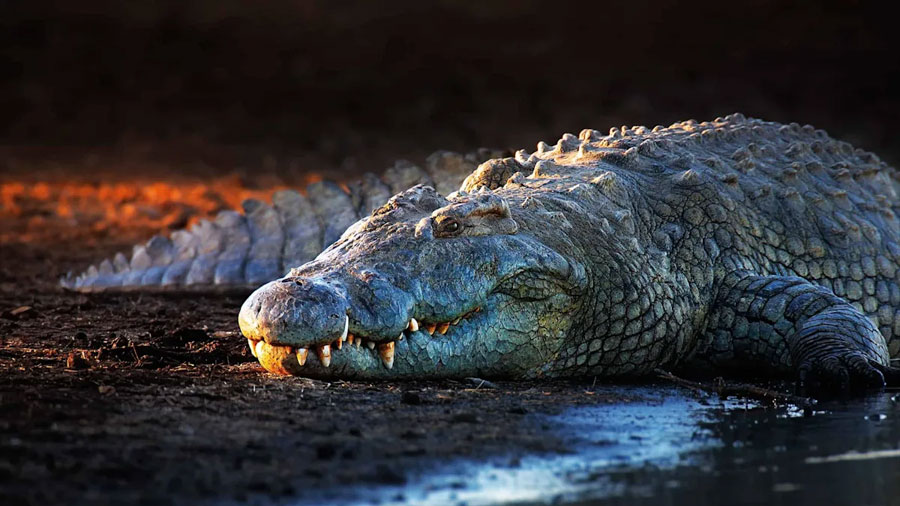 Antaño de que gobernaran los tiburones blancos, este cocodrilo aplastaba todo a su paso