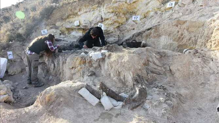 Descubren el conjunto más completo de restos de mastodontes de Europa