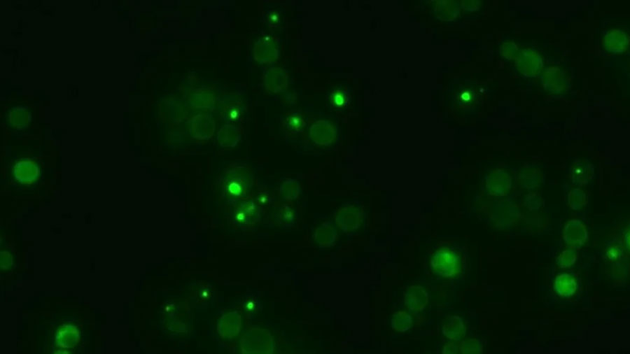 Crean una técnica que permite controlar los niveles de proteínas de un animal vivo