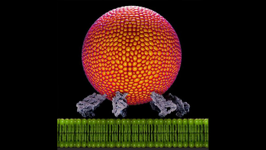 Descubren el nanomensajero que mantiene las células en funcionamiento