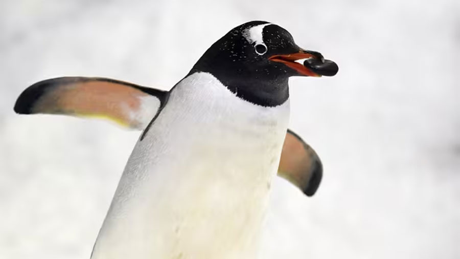 La sorprendente adaptación climática de los pingüinos antárticos