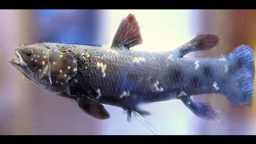 Especies que volvieron de la extinción