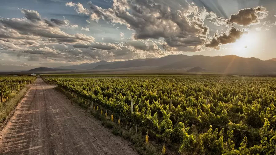 CanopyLogger: tecnología de precisión para el agro en Mendoza