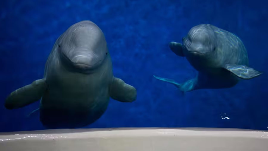 Las ballenas beluga de Alaska intercambian parejas para sobrevivir a largo plazo