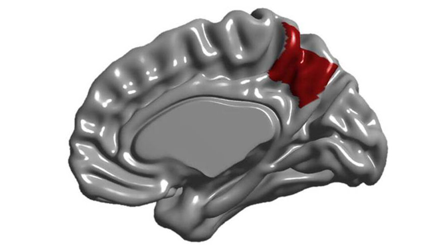 Descubren cuándo cobra forma realmente la región cerebral que integra la visión con la memoria y la percepción corporal