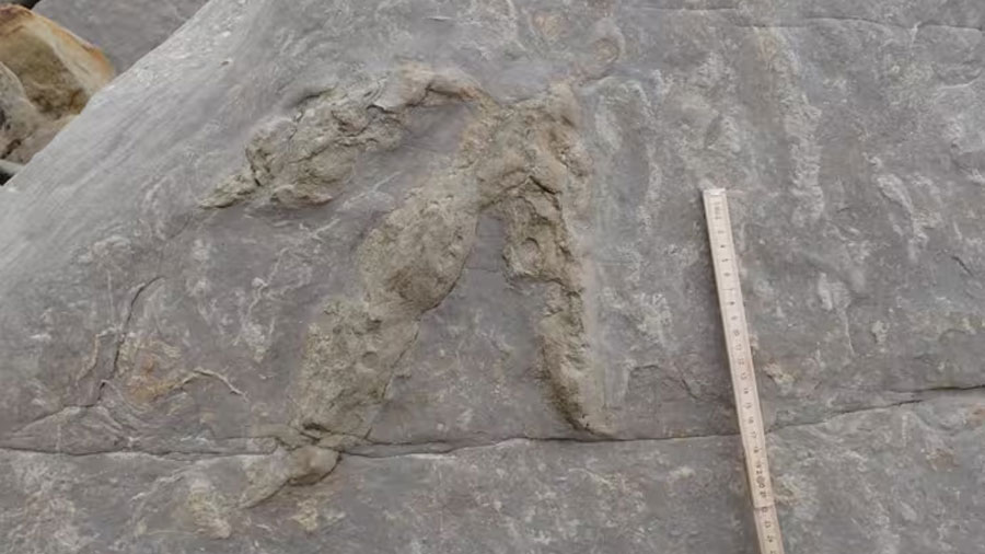 La IA arroja luz sobre unas misteriosas huellas de dinosaurios