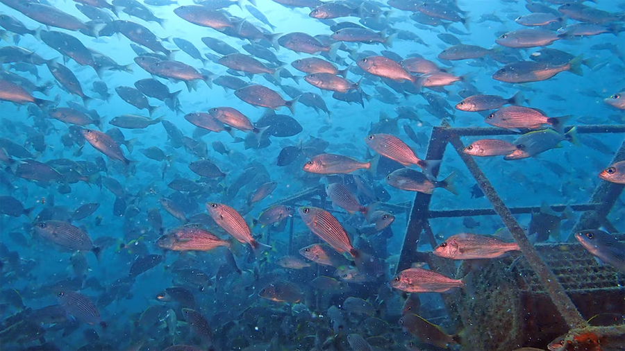 La tecnología japonesa que permitió rescatar un ecosistema en México