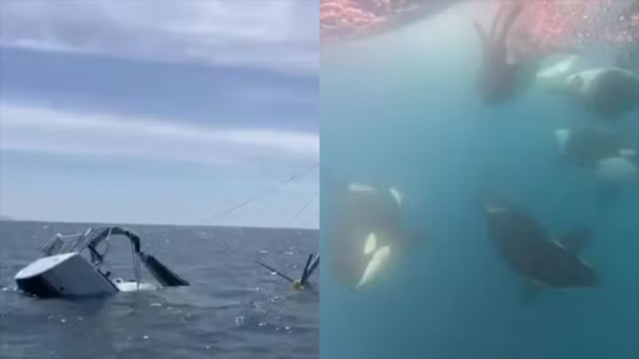 Las orcas que aterrorizan y hunden barcos en la costa española han desarrollado un lenguaje propio nunca antes escuchado