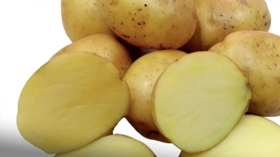 Gracias a tecnología CRISPR: científicos chilenos crean papa que se oxida menos tras ser cortada
