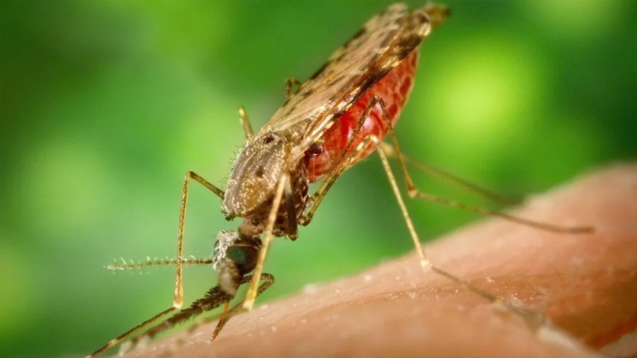 Identificar casos graves de malaria con el móvil: desarrollan en Cataluña un test rápido para hacer frente a la enfermedad