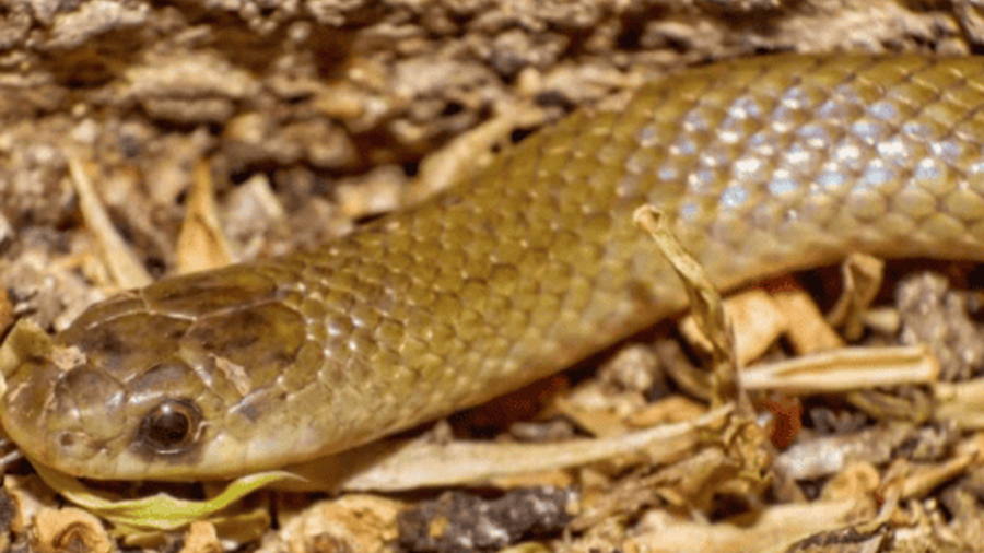UNAM y BUAP descubren nueva especie de serpiente subterránea