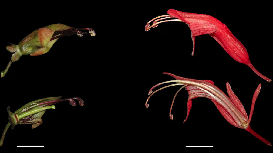 Descubren cómo una flor asiática evolucionó de forma inesperada al convivir con distintos tipos de polinizadores