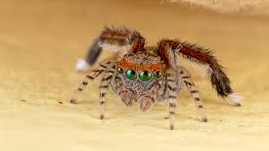 Descubren una araña mediterránea muy lejos de su hogar y los investigadores sospechan de un motivo concreto