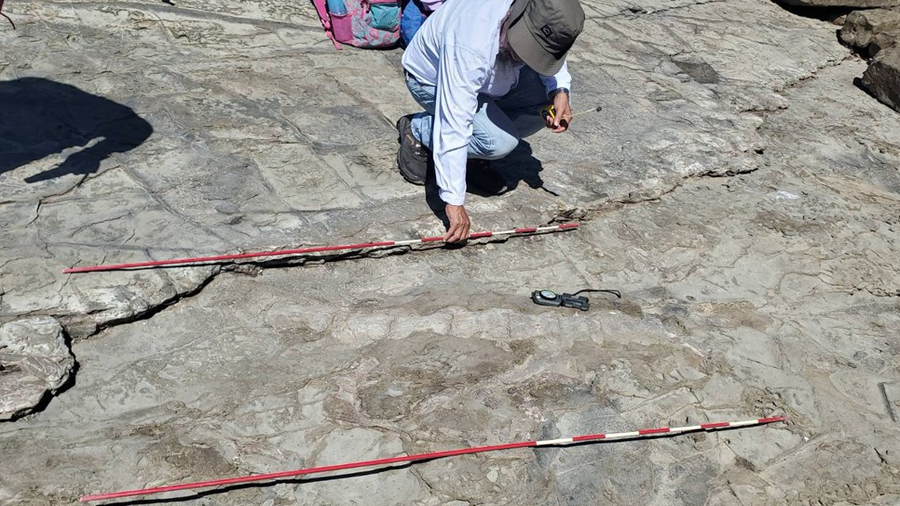 Descubren fósil de cetáceo primitivo en Playa Majagual, Rivas