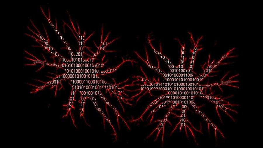 Una réplica informática del cerebro de un animal logra comportarse igual que este