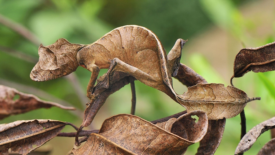 Animales que imitan a otros para sobrevivir