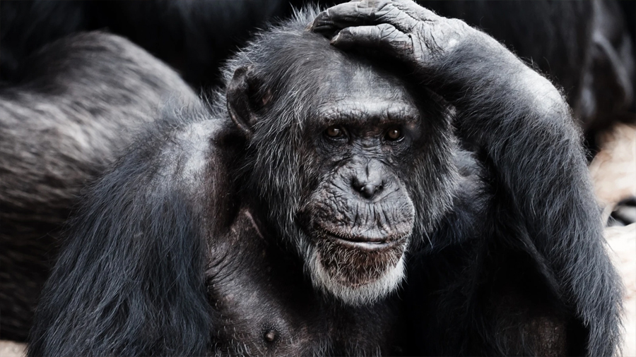 Dos investigadores descubren que los simios son capaces de imaginar y fingir como los humanos: ‘Es extremadamente impactante’