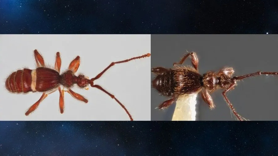 Investigadores descubren dos nuevas especies de escarabajos en Napo y Pichincha