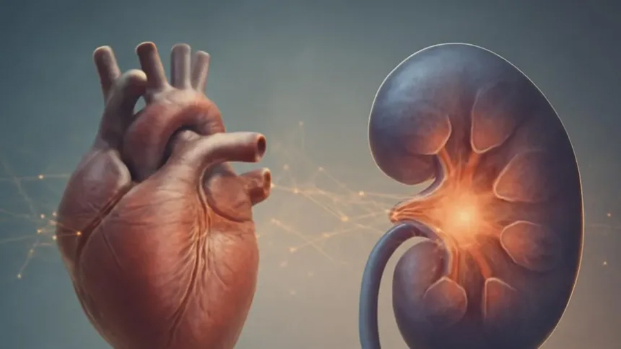 Investigadores descubren conexión entre insuficiencia renal y enfermedades cardíacas, revelando cómo los riñones afectan la salud del corazón