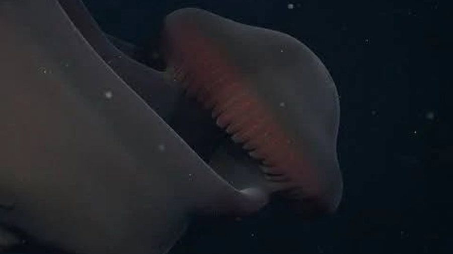 Investigadores marinos documentan la Stygiomedusa gigantea en Argentina