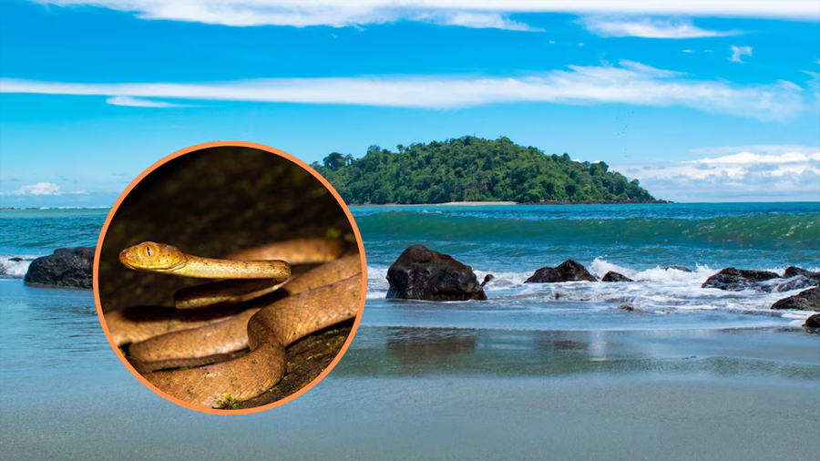 Descubren dos nuevas especies de serpientes en la isla Gorgona gracias a investigadores del Eje Cafetero