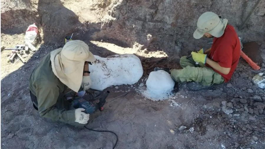 Descubren en Neuquén nuevos restos de dinosaurios acorazados de 120 millones de años