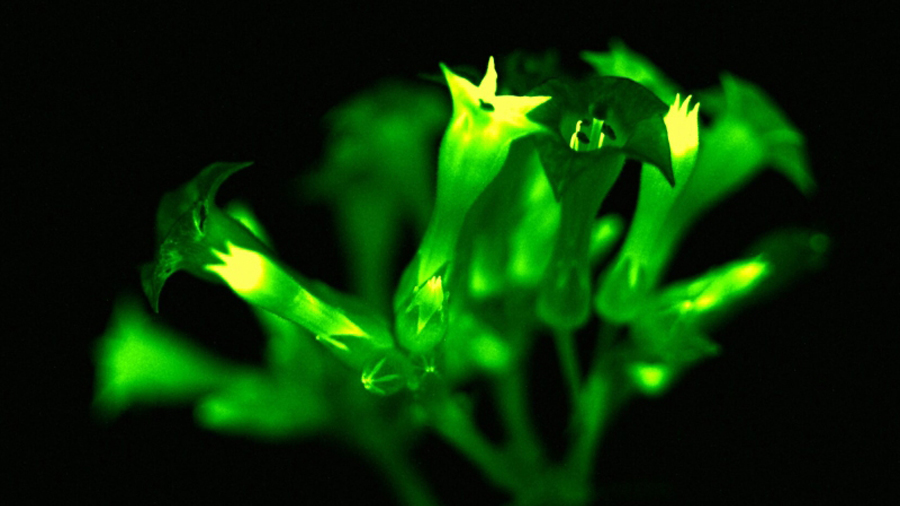 Científicos rusos crean primeras plantas luminosas del planeta