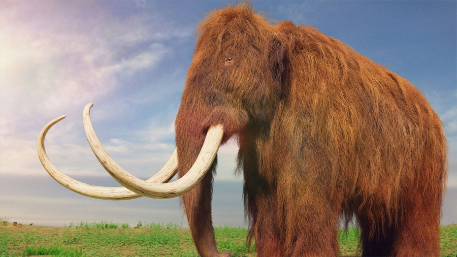 Investigadores españoles descubren que los mamuts y los dinosaurios eran más lentos de lo que se pensaba