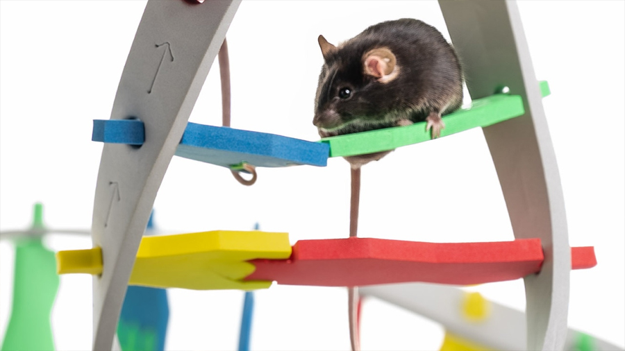 Investigadores de la UMH de Elche y el CSIC descubren a través de ratones cómo el cerebro regula la oxitocina social