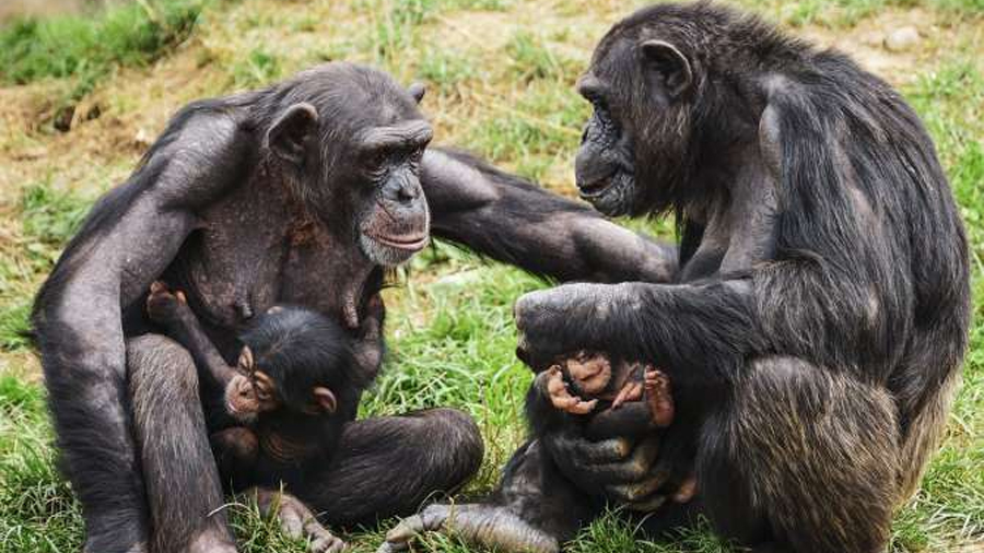 Bebés humanos y bebés chimpancés: por qué nuestro desarrollo es tan lento y qué dice eso sobre la evolución humana