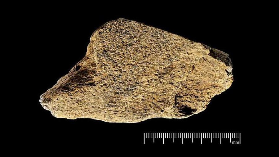 Herramienta de hueso de elefante hecha en Europa hace casi medio millón de años