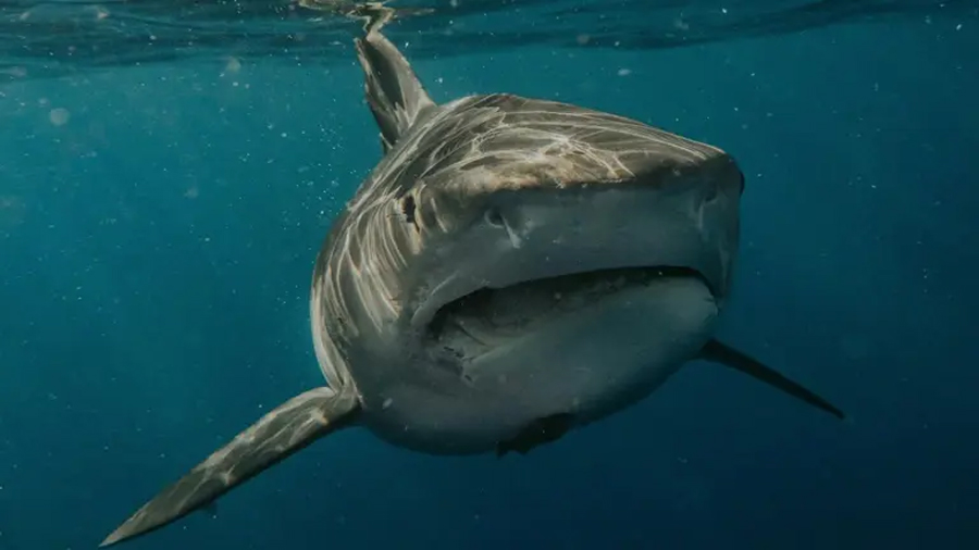 Confirmado: descubren un tiburón blanco en el Mediterráneo español