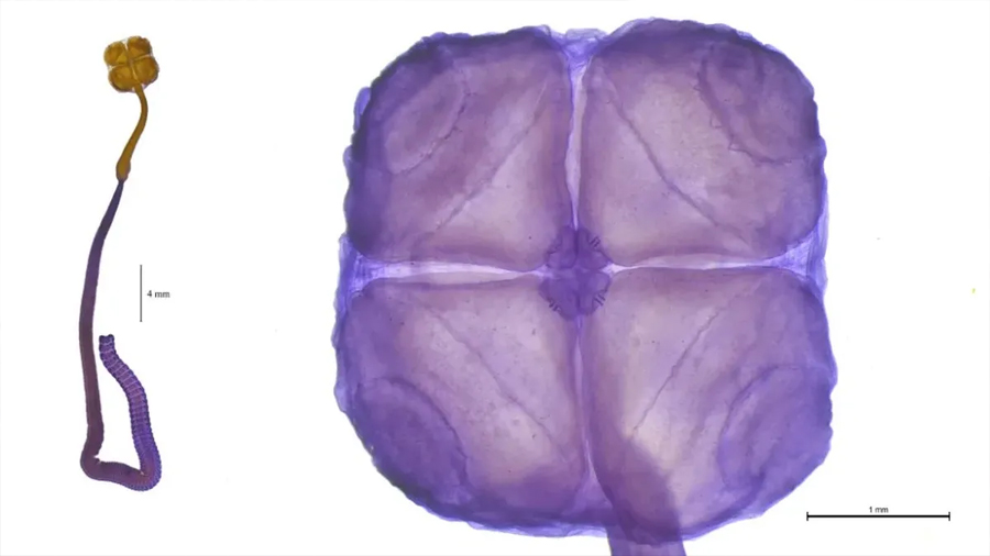 Especialistas del CONICET descubren una nueva especie y son reconocidos mundialmente