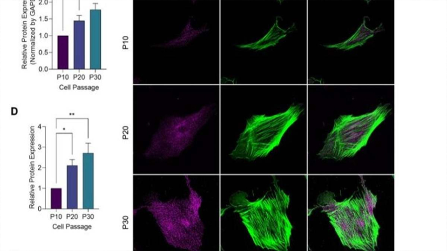 Investigadores japoneses descubren el interruptor molecular que puede revertir el envejecimiento celular