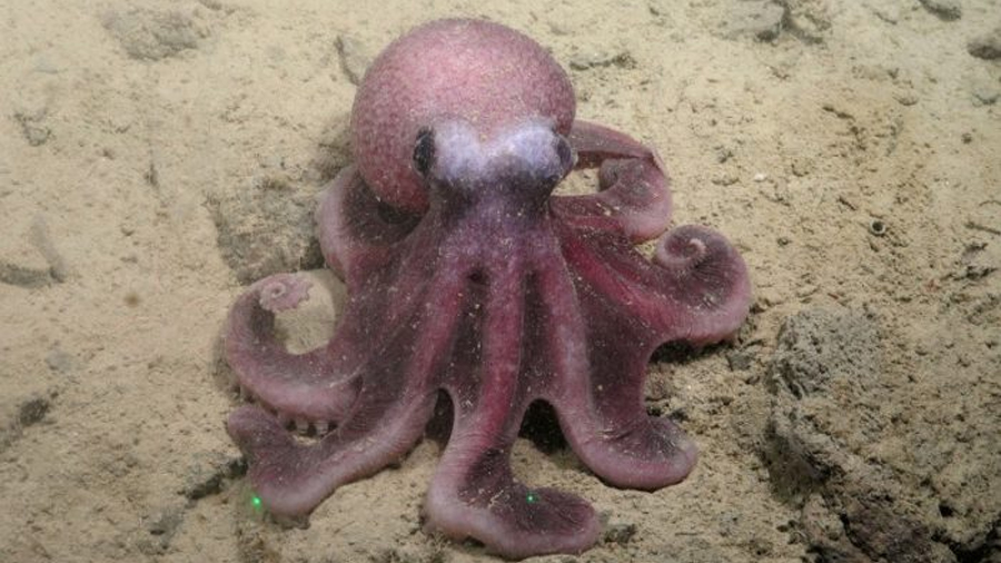 Científicos chilenos descubren nueva especie de pulpo que amplía la biodiversidad del Pacífico