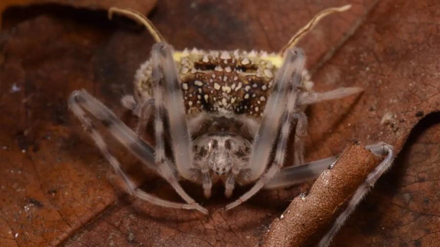 Descubren en la Amazonía ecuatoriana una nueva especie de araña que se hace pasar por hongo para sobrevivir