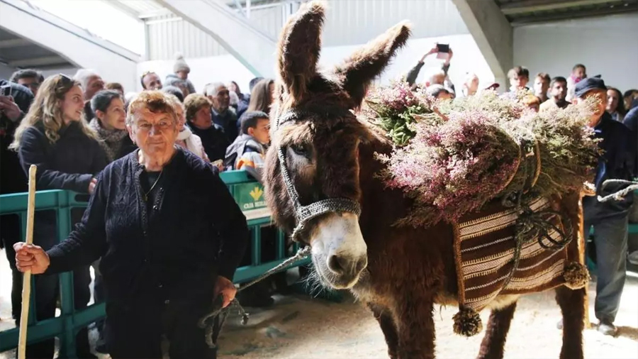 Investigadores descubren que la leche de burra zamorano‑leonesa revela bacterias que podrían mejorar los probióticos